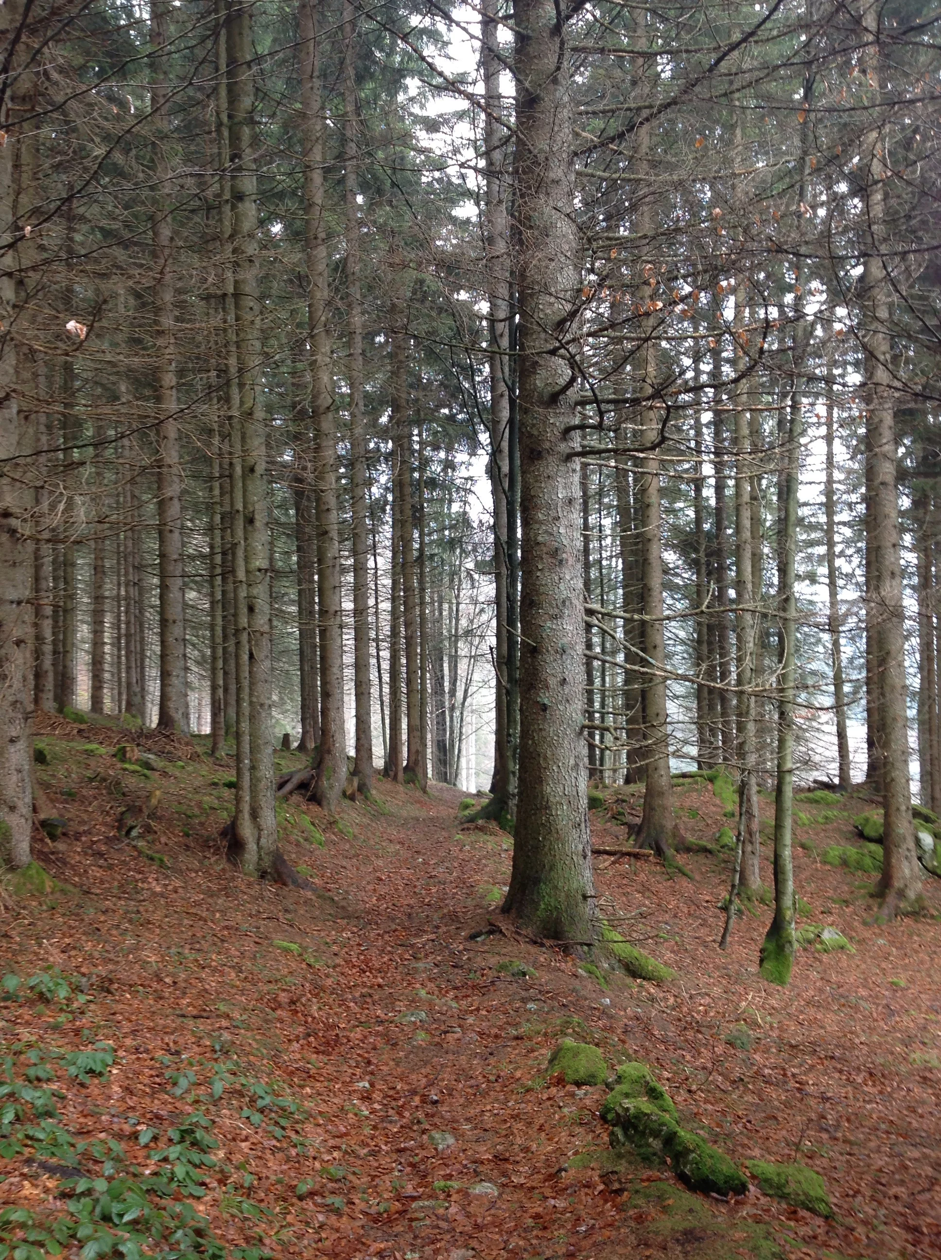 Love these trees!