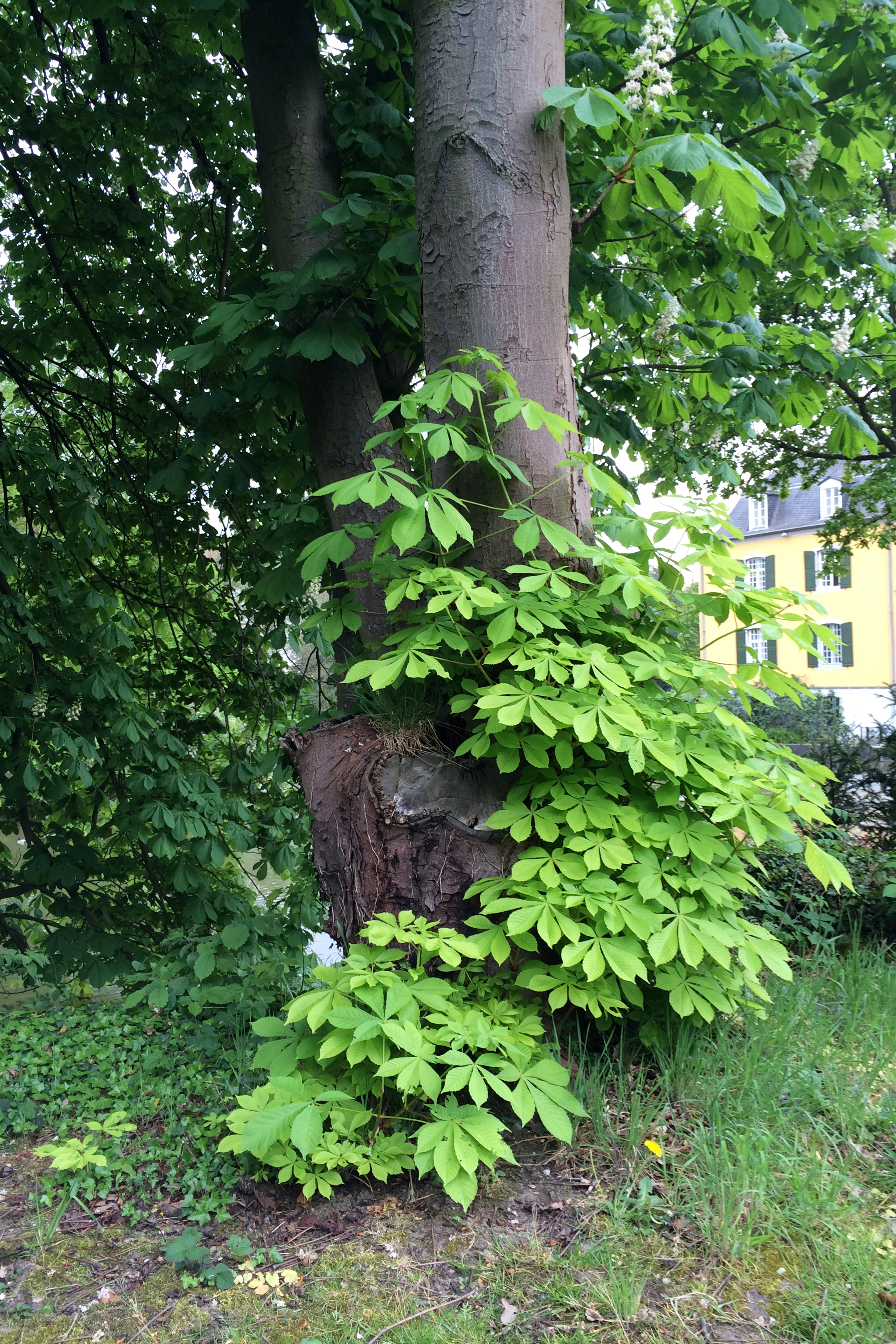 There is quite a collection of exotic tree varieties on the grounds which the owners have been collecting over generations.