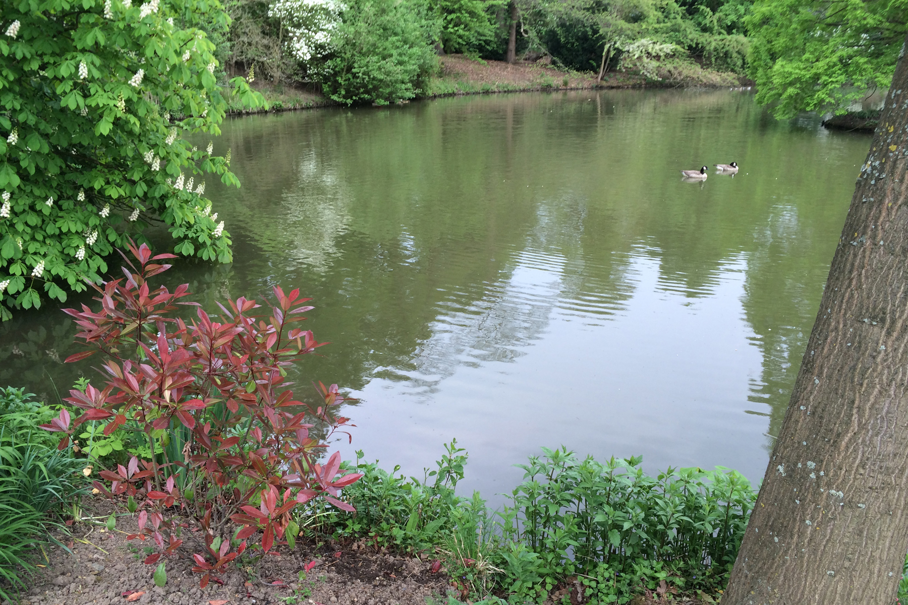 The kids loved making things with sticks chasing the ducks.