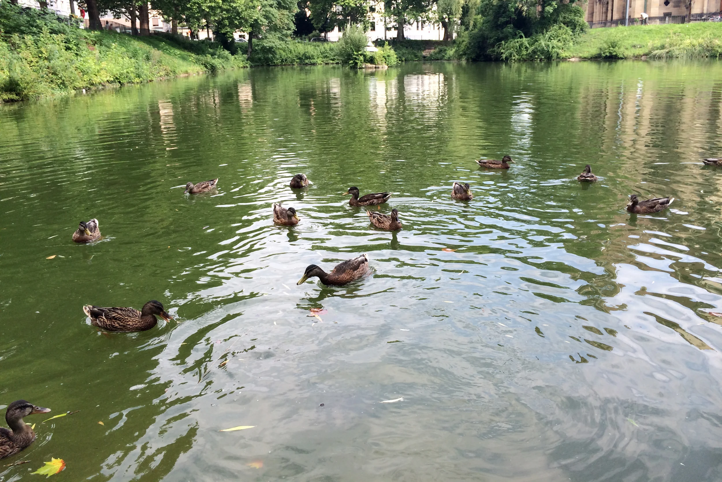 And there are also ducks.