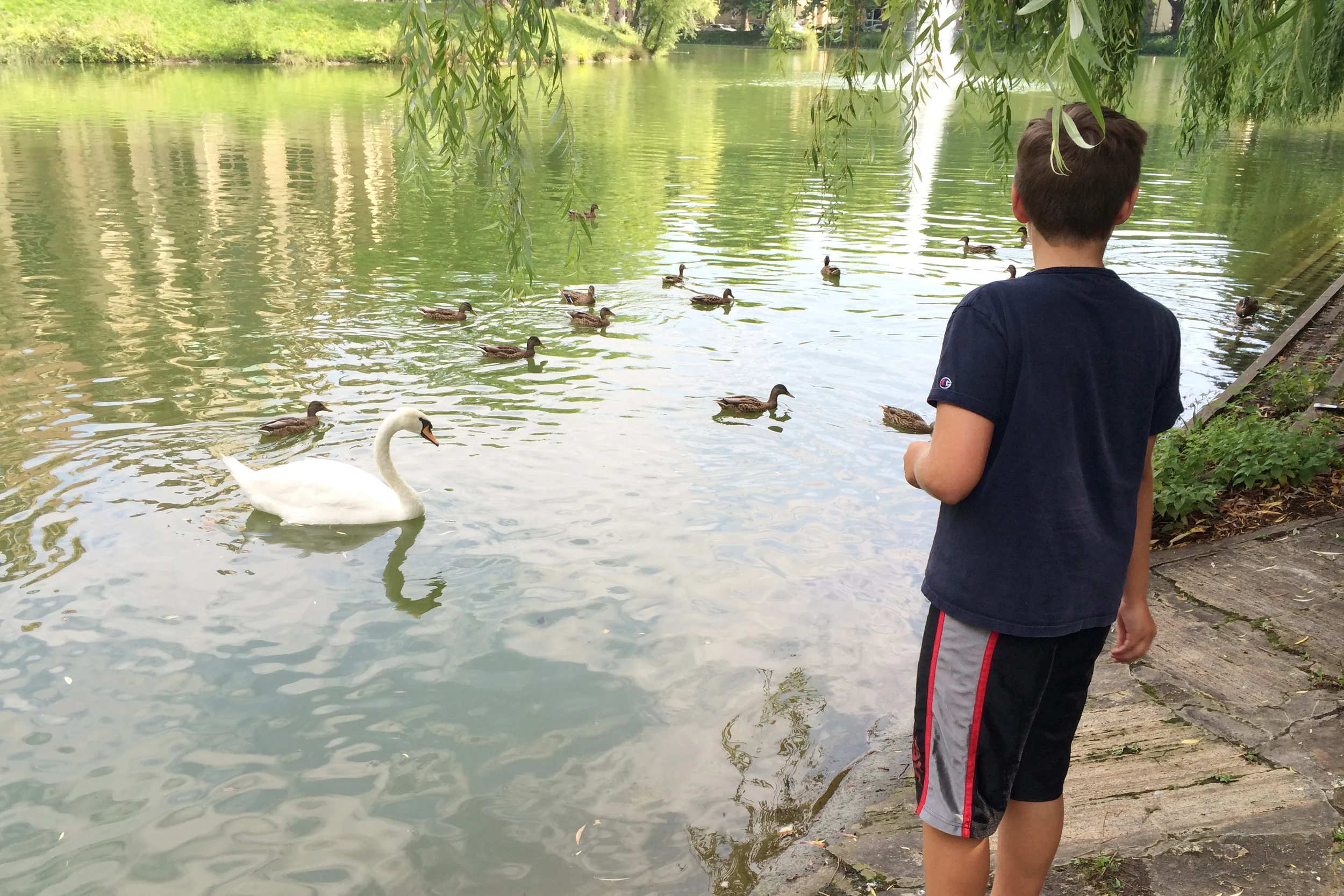 We coaxed them over with some bread.