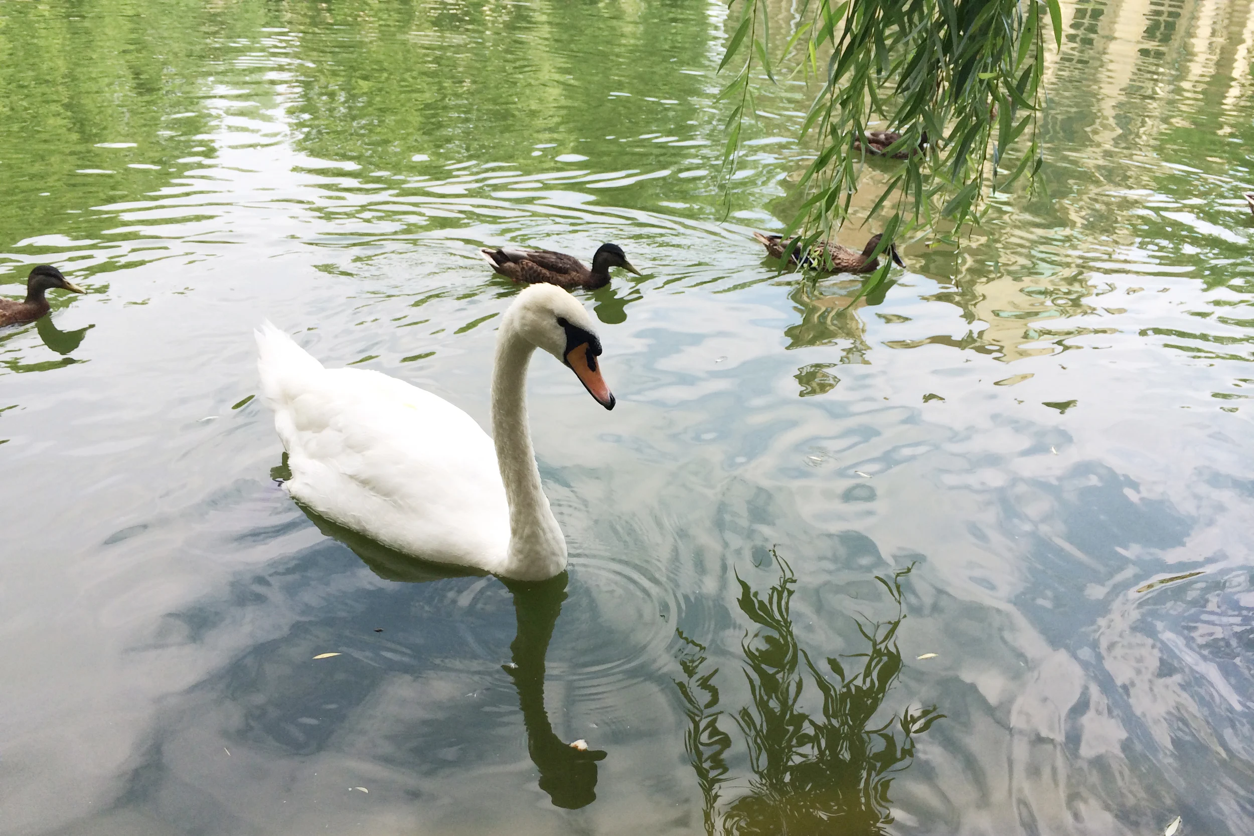 As well as a swan.