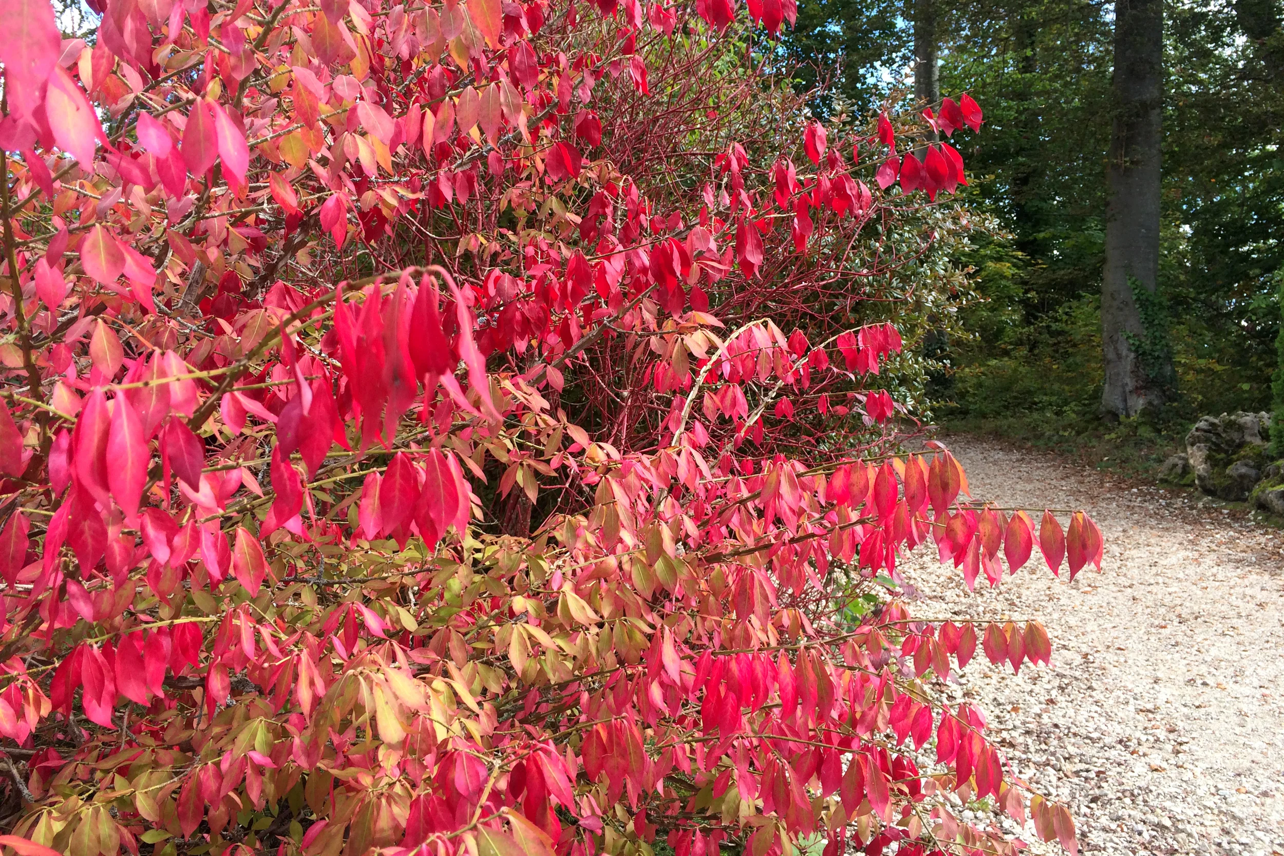 Autumn is just beginning... I'm so excited!