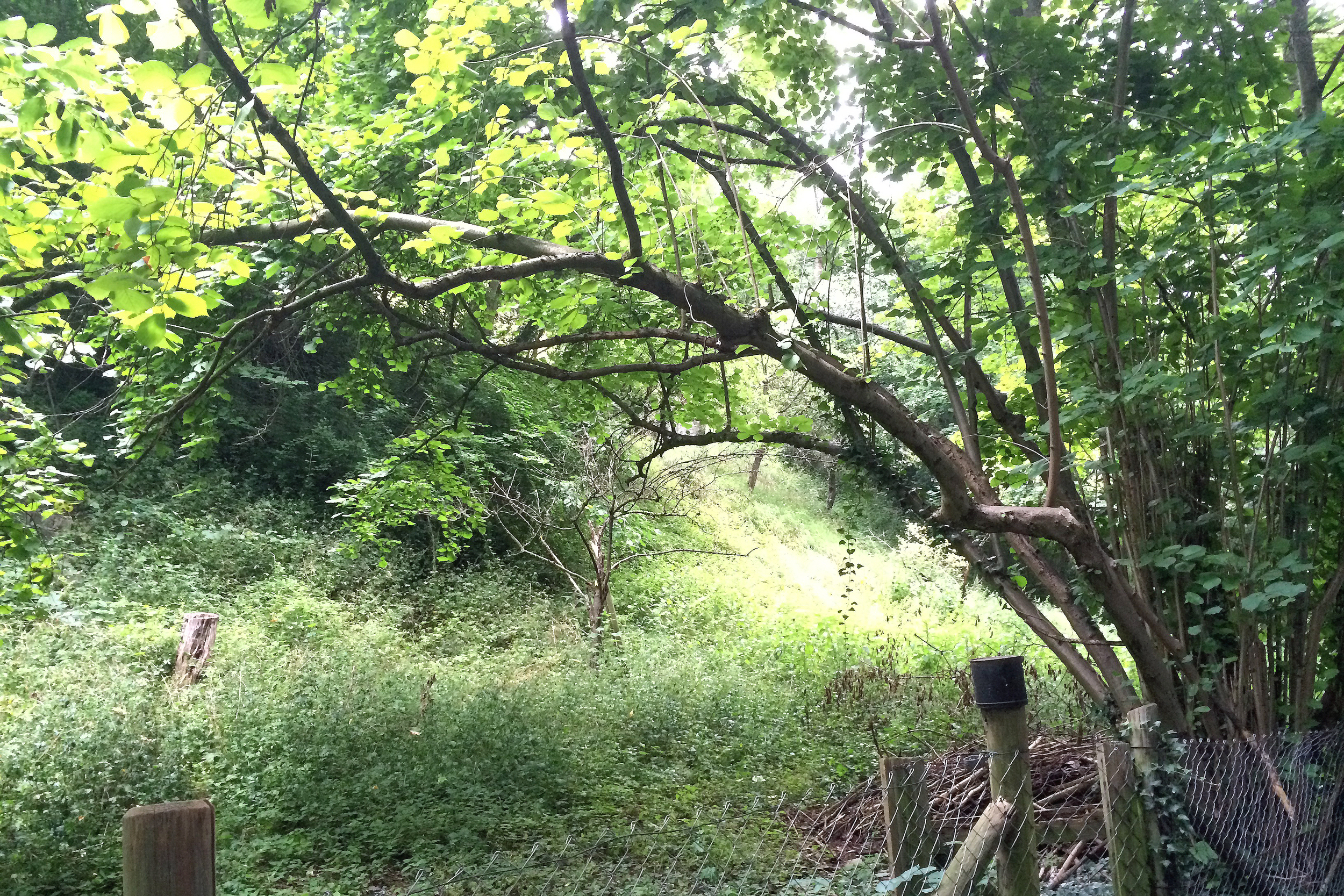 The trail was green, green, green all summer long.