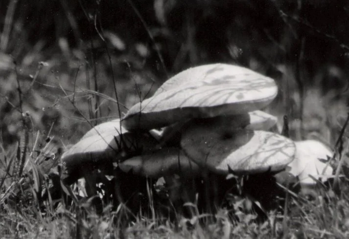 Shrooms.jpg