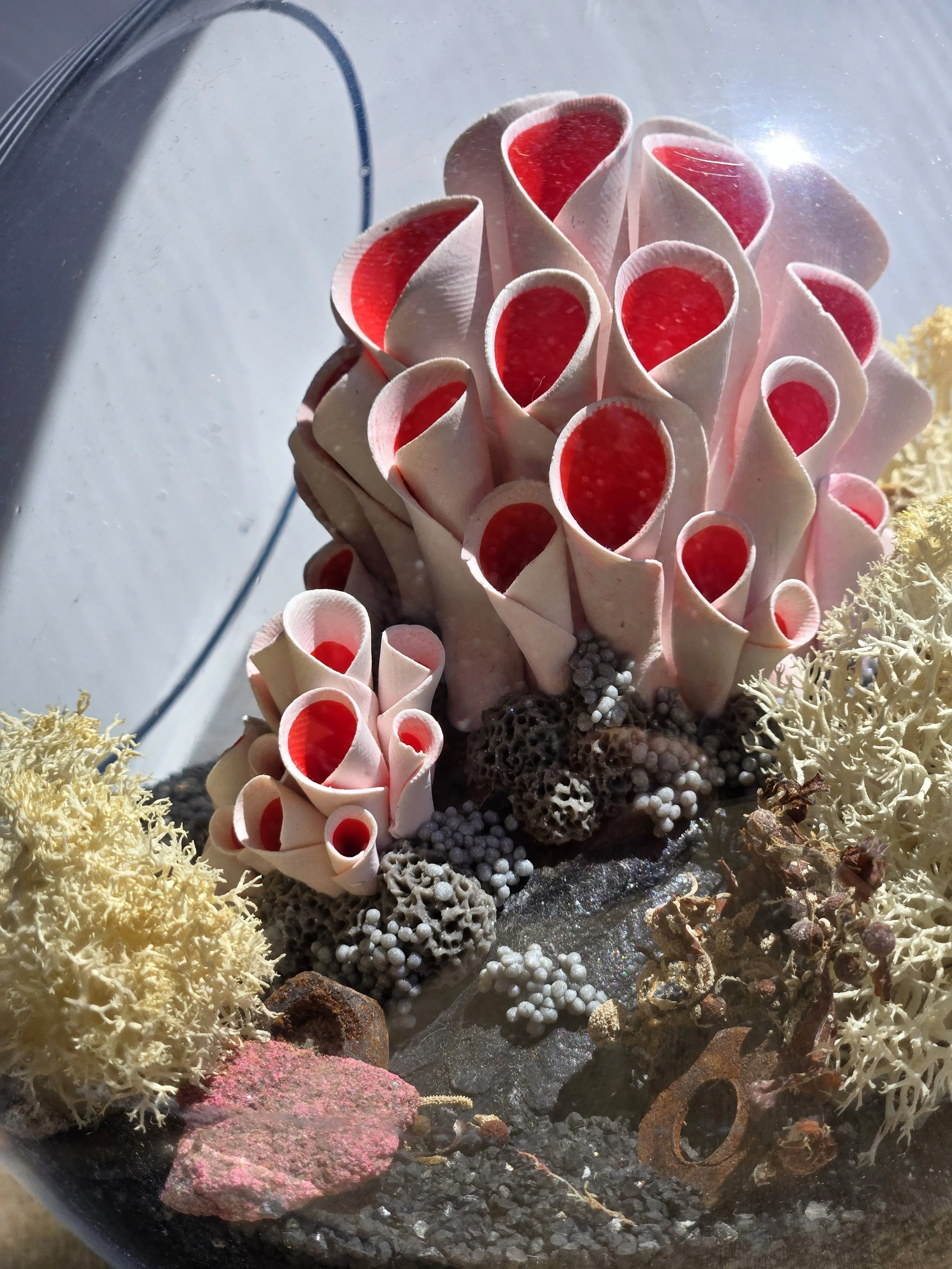 Ayars_CoralTerrarium_6x6x6_200.jpeg