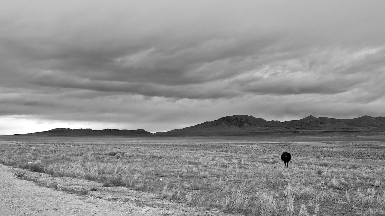 Lone bovine sentry