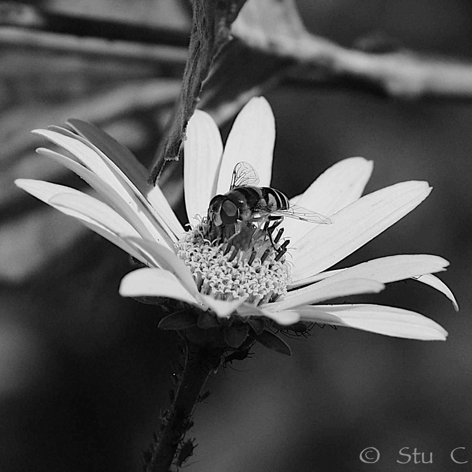 Cropped, but very minor adjustments to highlights & sharpening