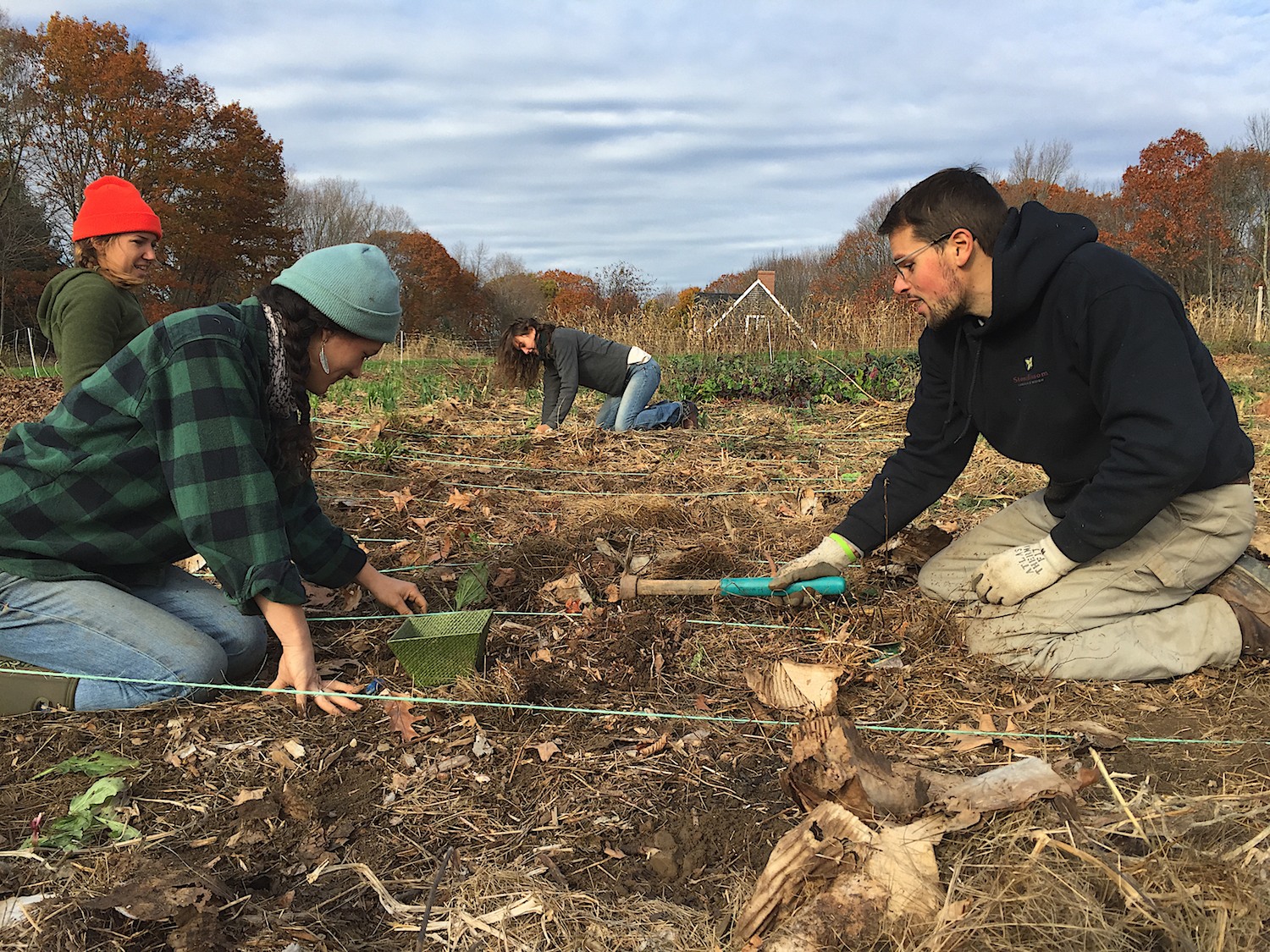 Digging a hole finger deep for each clove, about six inches apart