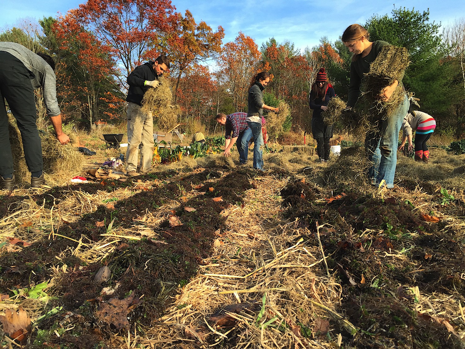 Dark swatches of seaweed cover the rows of freshly planted garlic