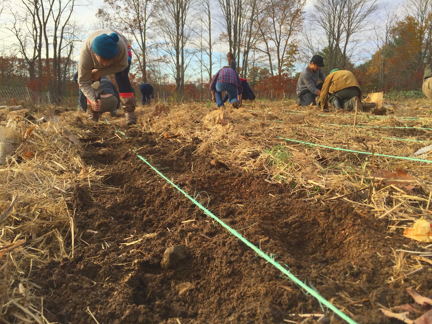 Digging & planting. We have to shove aside the straw, still laying there from the last planting.