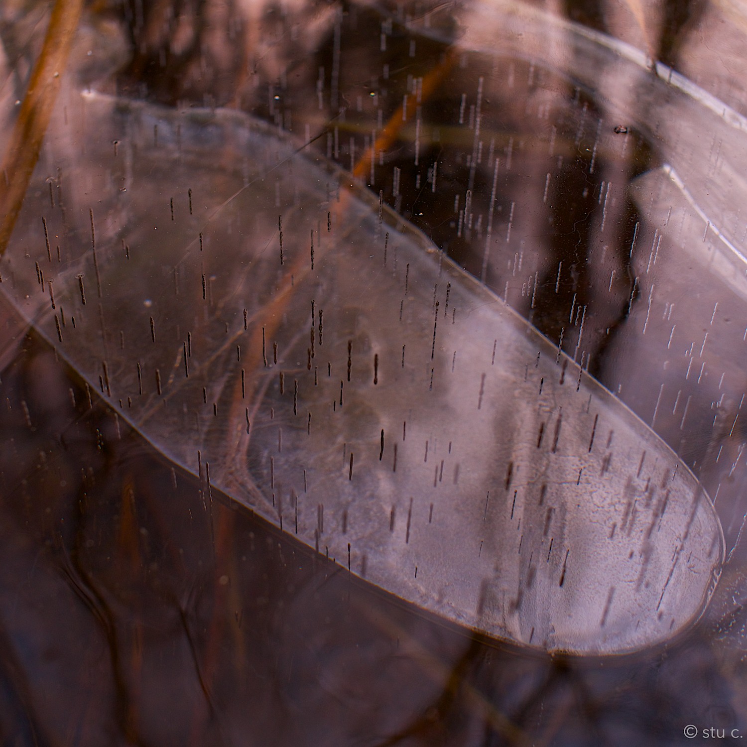 A horizontal bubble a couple of inches below the ice surface with vertically rising air bubbles trapped on their journey upwards.