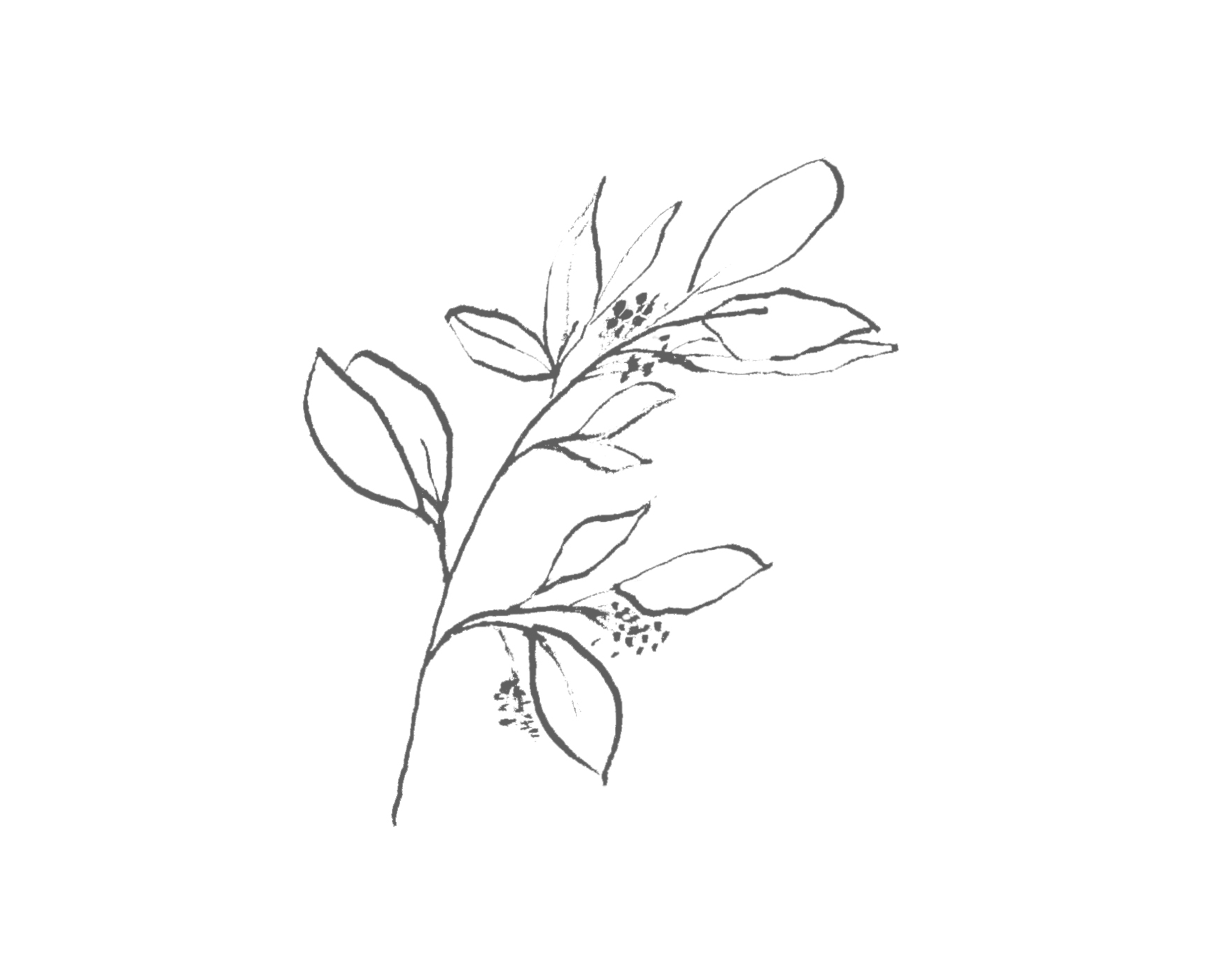 Leaf with Berries.jpg
