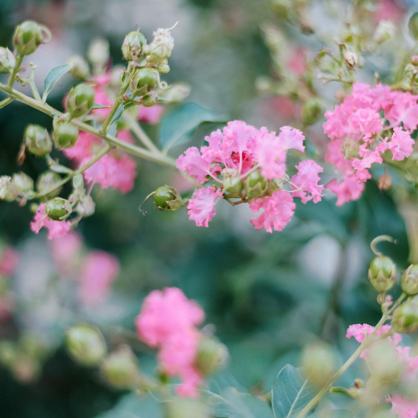 Wow! I just love plants and photographing them. What do you like to do for fun? #plantsofinstagram #floralphotography #floralprint #kilgoretx #gardenphotography #gardenphotographer