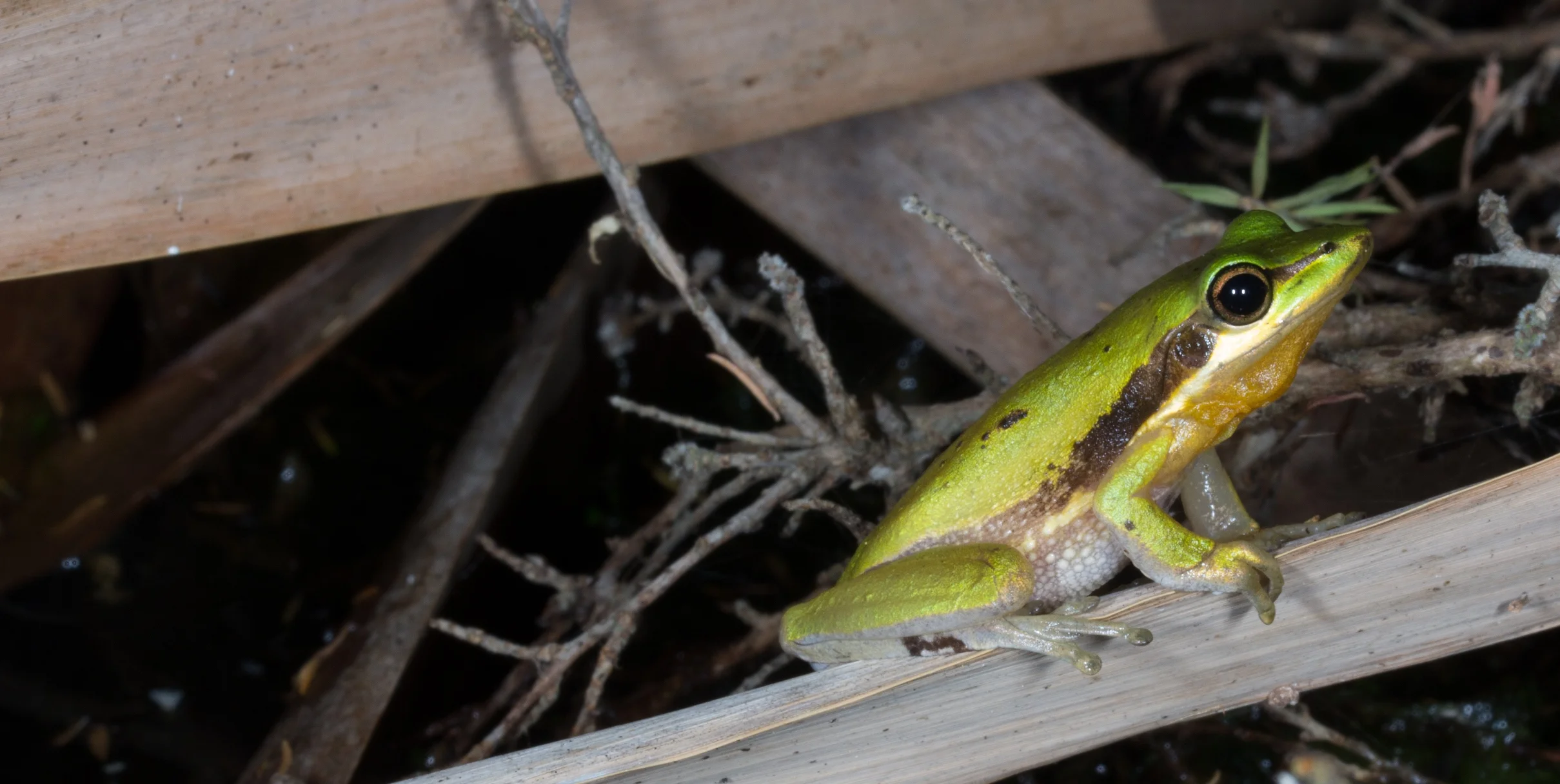 Litoria adelaidensis_Lake Seppings_WA_Dec2012 (1)-2.jpg