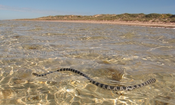 Sea Snake.jpg