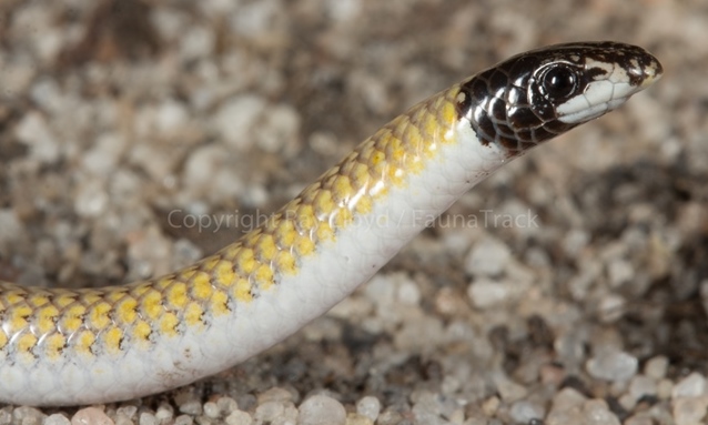 Worm Lizard.jpg