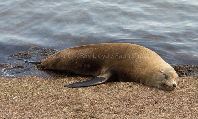 Fur-seal.jpg