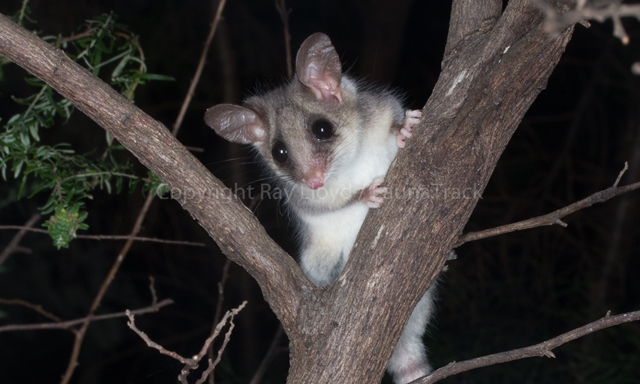 Pygmy-possum.jpg