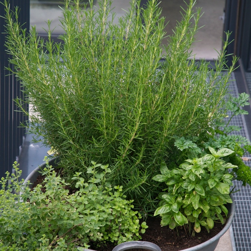 Kräuter auf Balkon und Terrasse