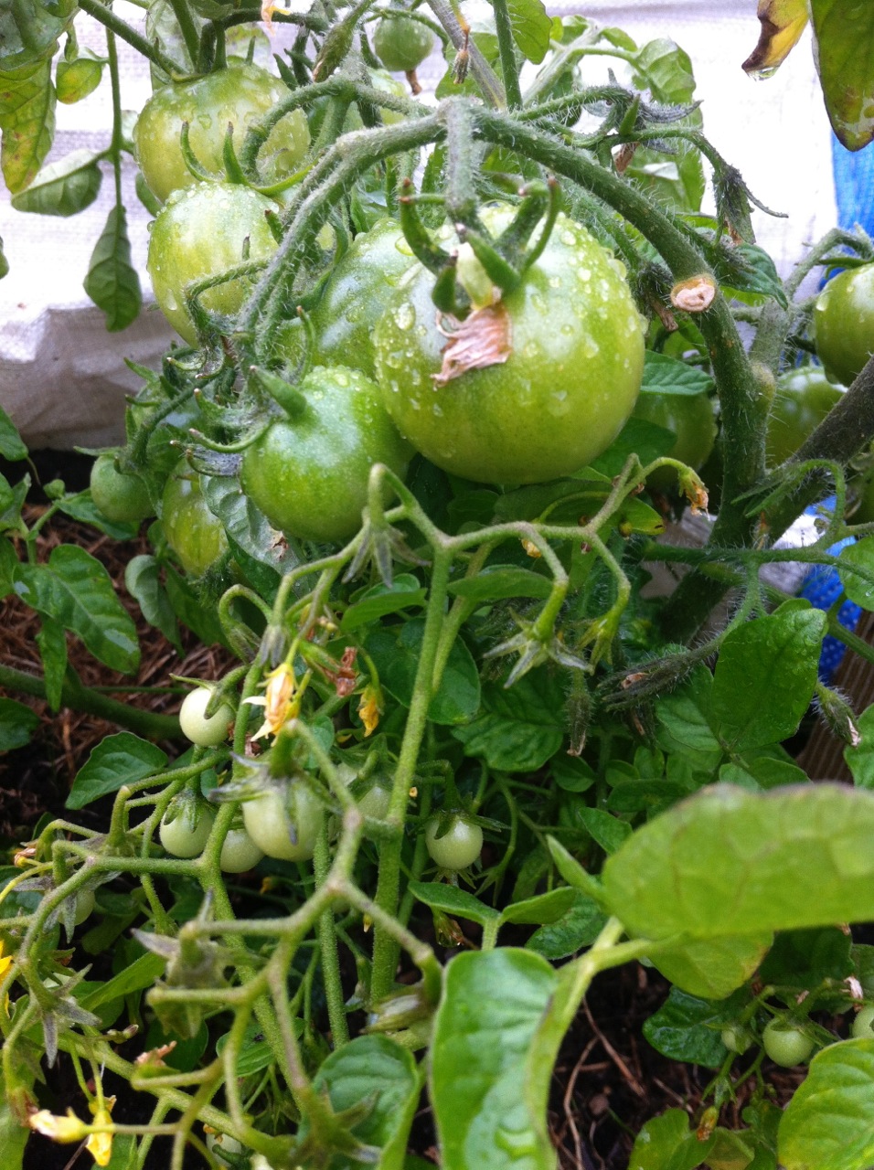 Tomaten im Topf in Berlin