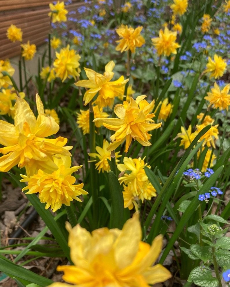  Stadtgarten; Hinterhof; schatten; Schattenpflanzen; bepflanzung kleiner Garten; Hecke; Schattenstauden; Ideen kleiner Garten; kleinen garten gestalten; bienenfreundlich; diversity; biodiversity; Frühblüher; Narzissen; Osterglocken 