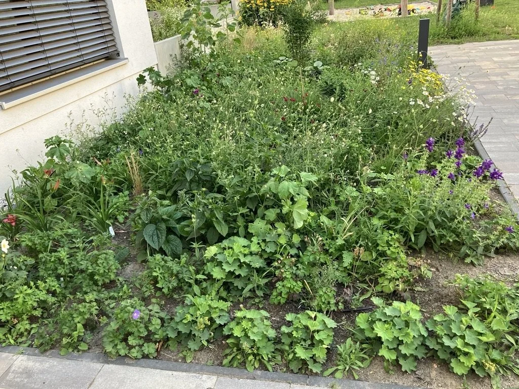 Staudenbeet Gemeinschaftsgarten