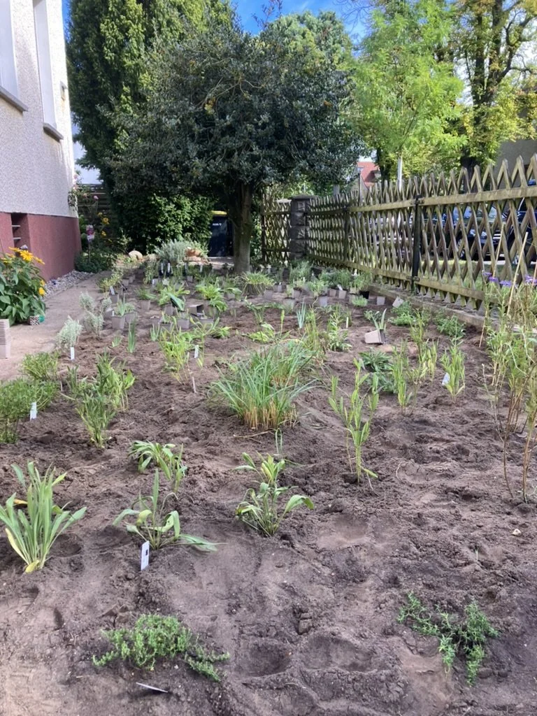 Vorgartenbepflanzung