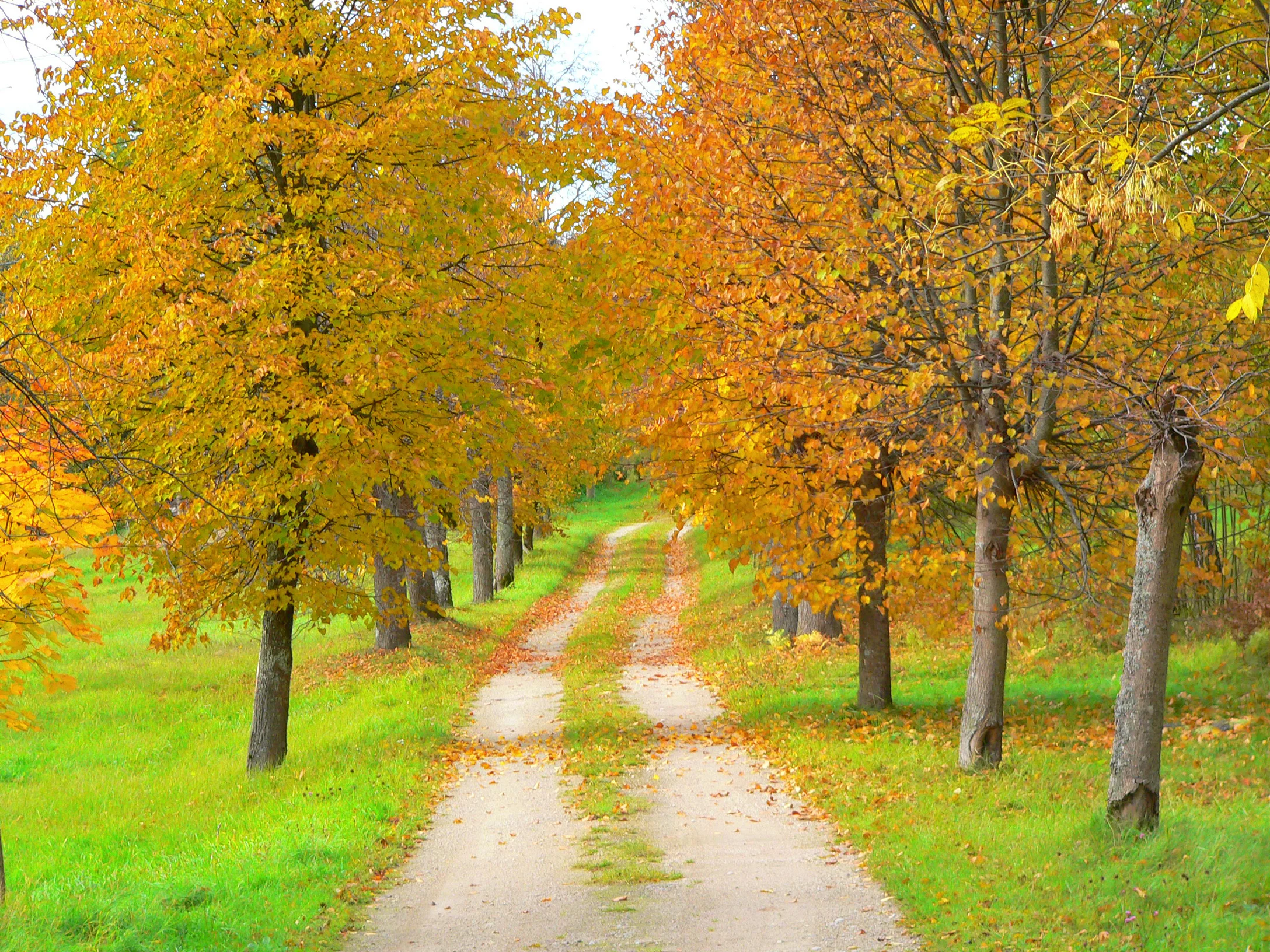 Music For Jumping Into Leaves