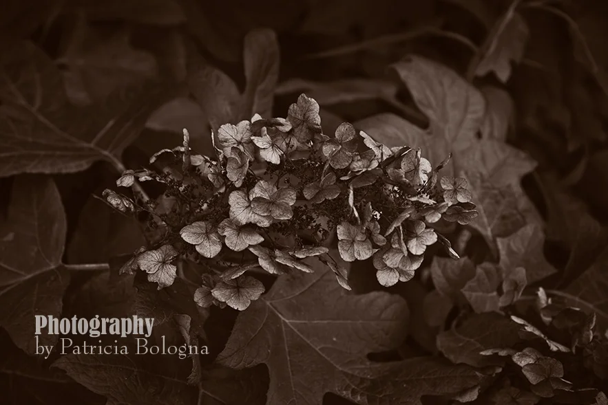 Fall Flowers