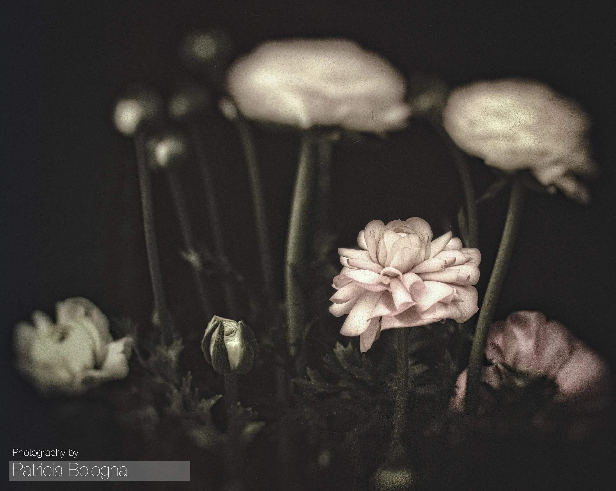 Boxed Flowers