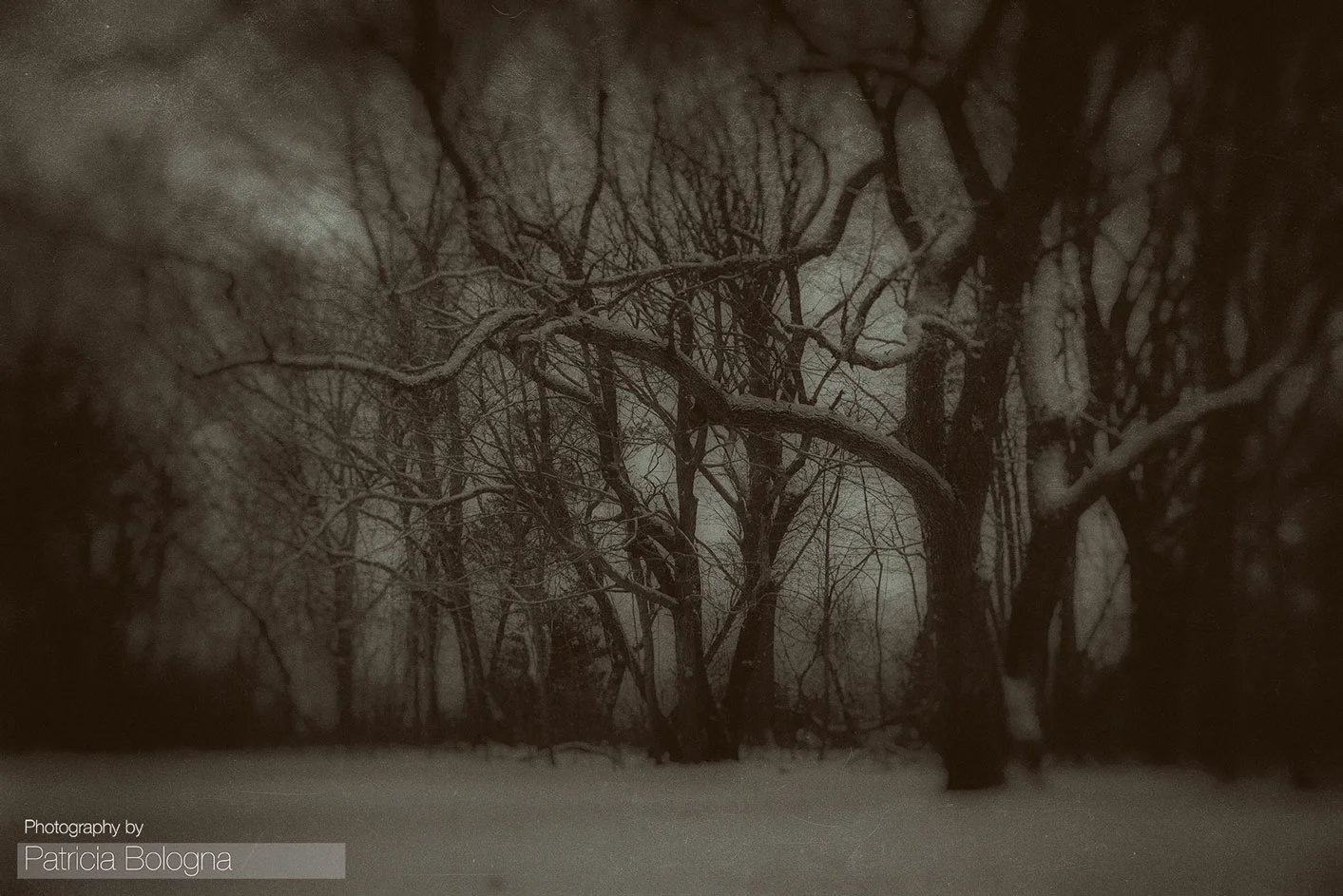 Snowy Trees