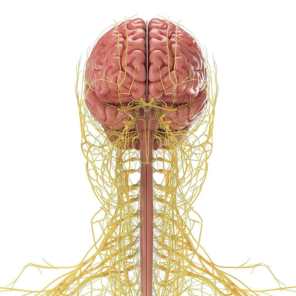 Cranial Nerve/Spine Connection