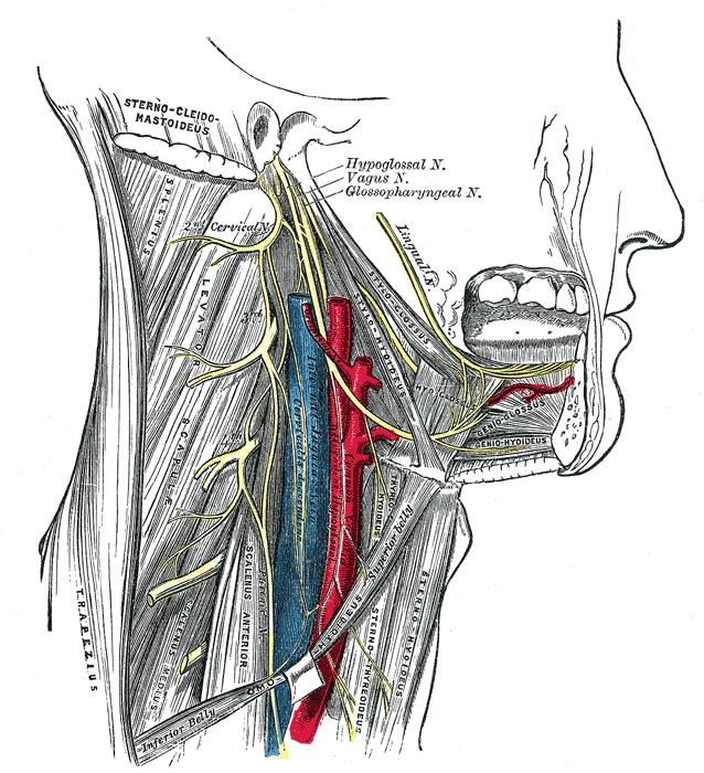Hypoglossal Nerve and the Upper Cervical Spine