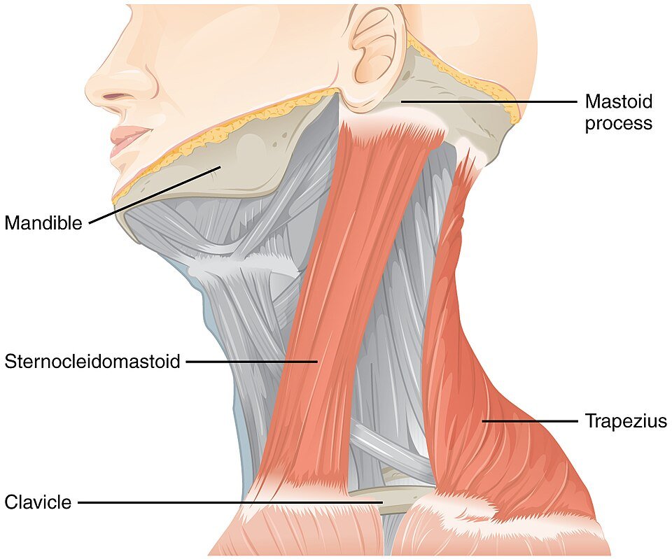 Spinal Accessory Nerve and the Upper Cervical Spine