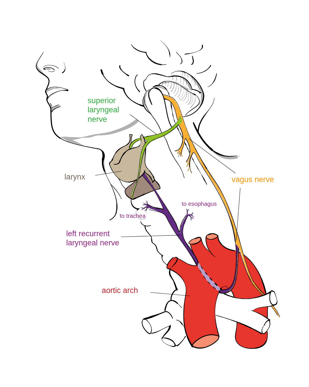 Vagus Nerve and the Upper Cervical Spine