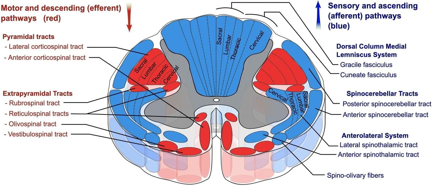 How and Why a Leg Length Discrepancy is Associated with an Upper ...