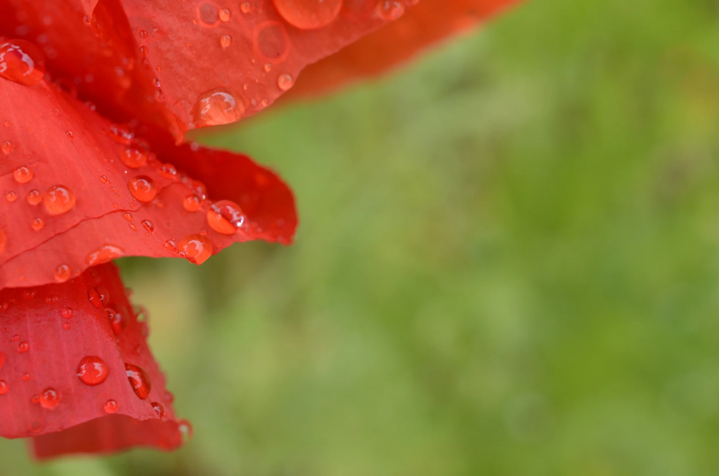 _DSC6920.JPG