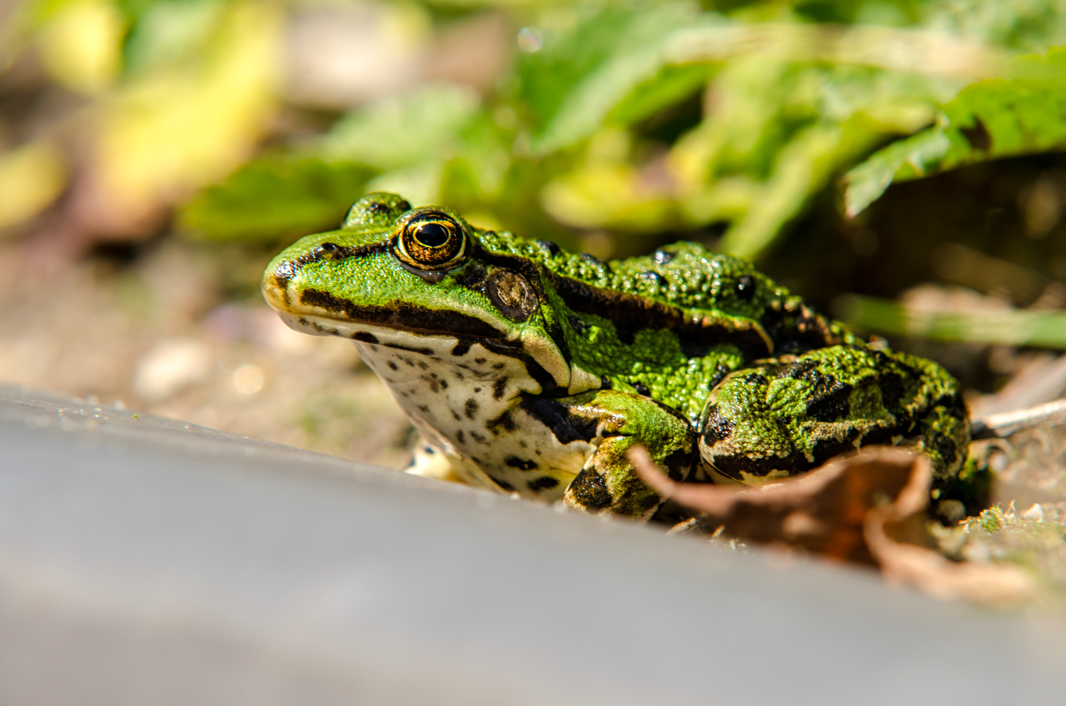 Frog on guard at the edge of the pond (the diagonal line). Exposure: 1/200 sec @ f/10 ISO 200, 200mm