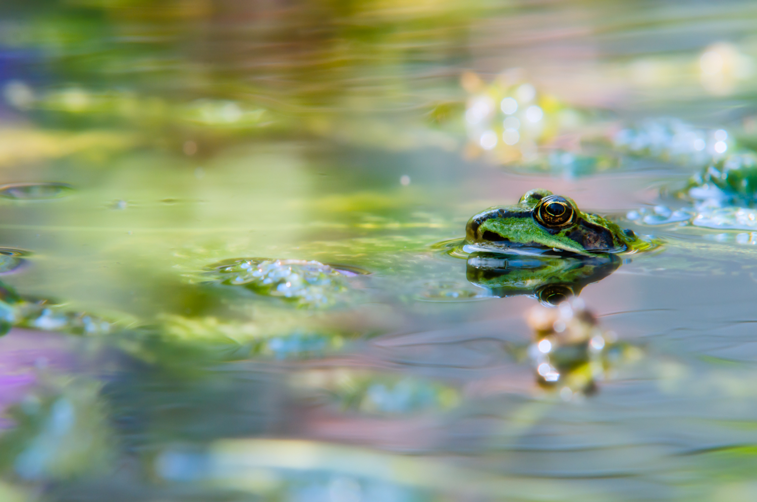 Frog in the pond reflecting beautiful colors of the flowers on the far bank. Exposure: 1/200 sec @ f/11 ISO 200, 200mm