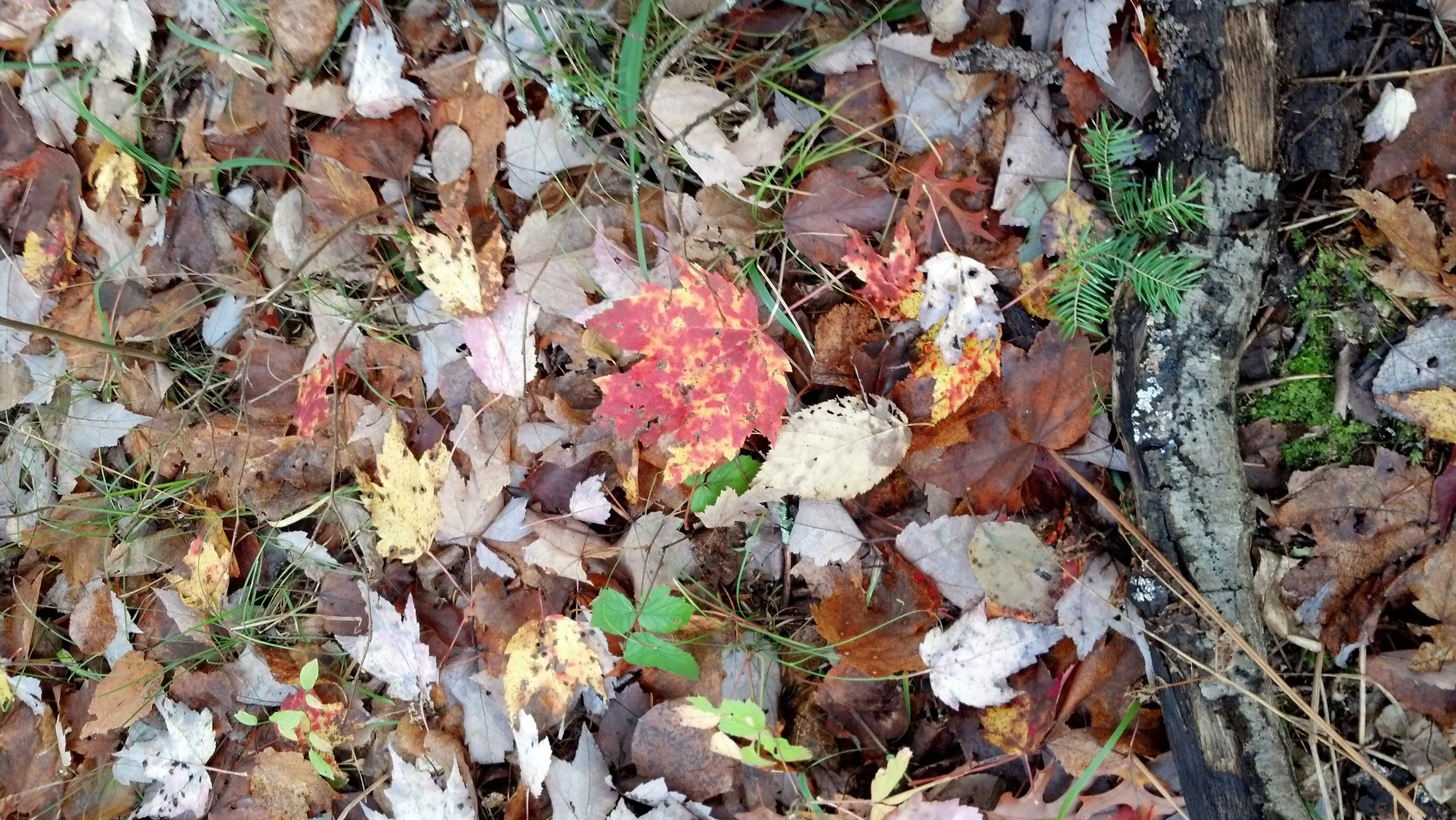 IMG_20131018_134932_650.jpg