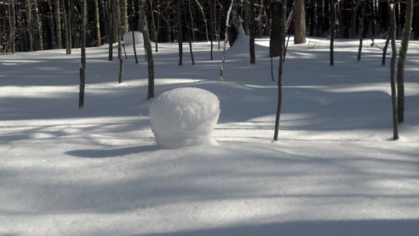 A baby balsam fir hibernates within...