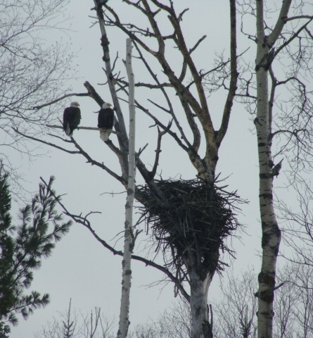 Bald eagle couple above the caves