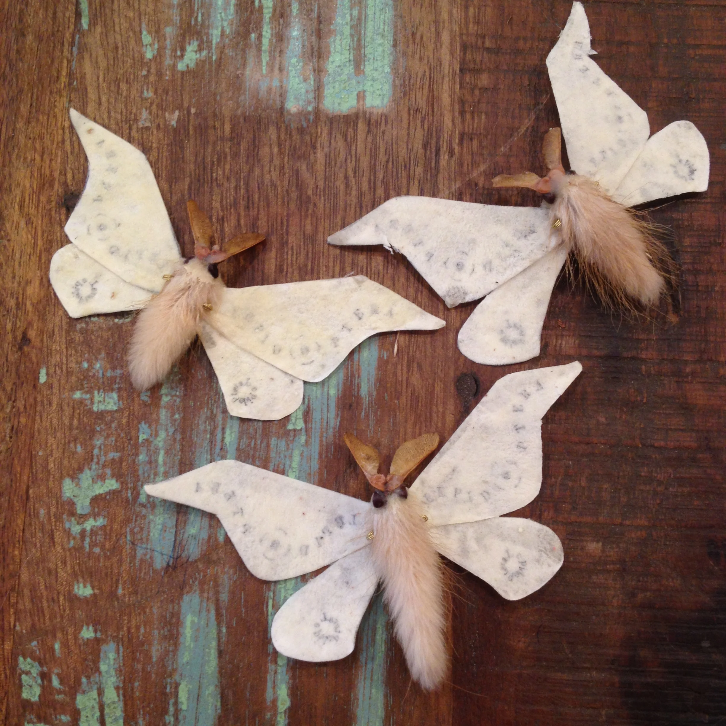 The Marcus Kelli Collection at Paxton Gate Curiosities for Kids