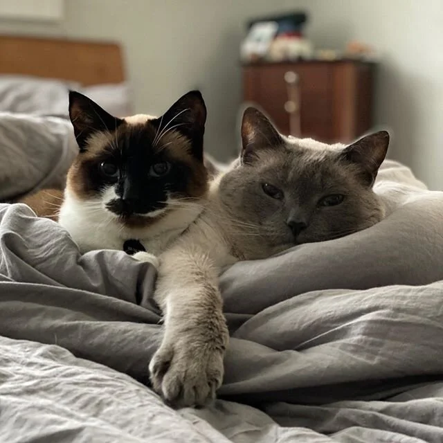 Oh hello Monday.... Hope everyone is holding up okay as we enter another week. Edgar and Fiona are a sending out lots of virtual love to you all!
