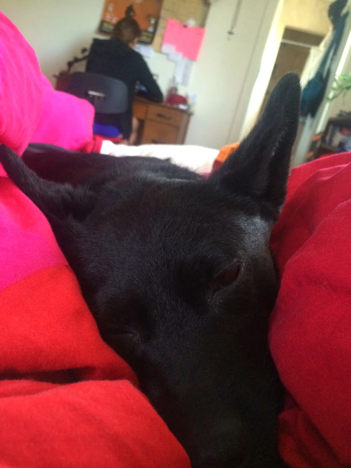 Neptune, the snuggle bat gets cozy while Anonabird studies in the background, my Monday morning view in NM.