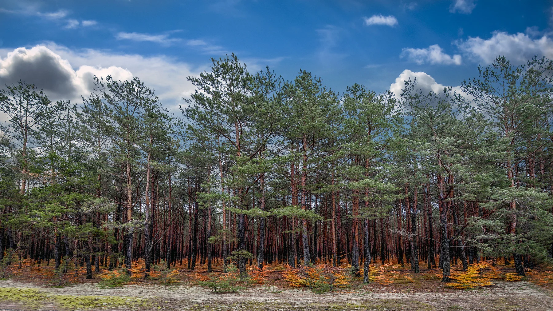 Close to the village Koden, POLAND