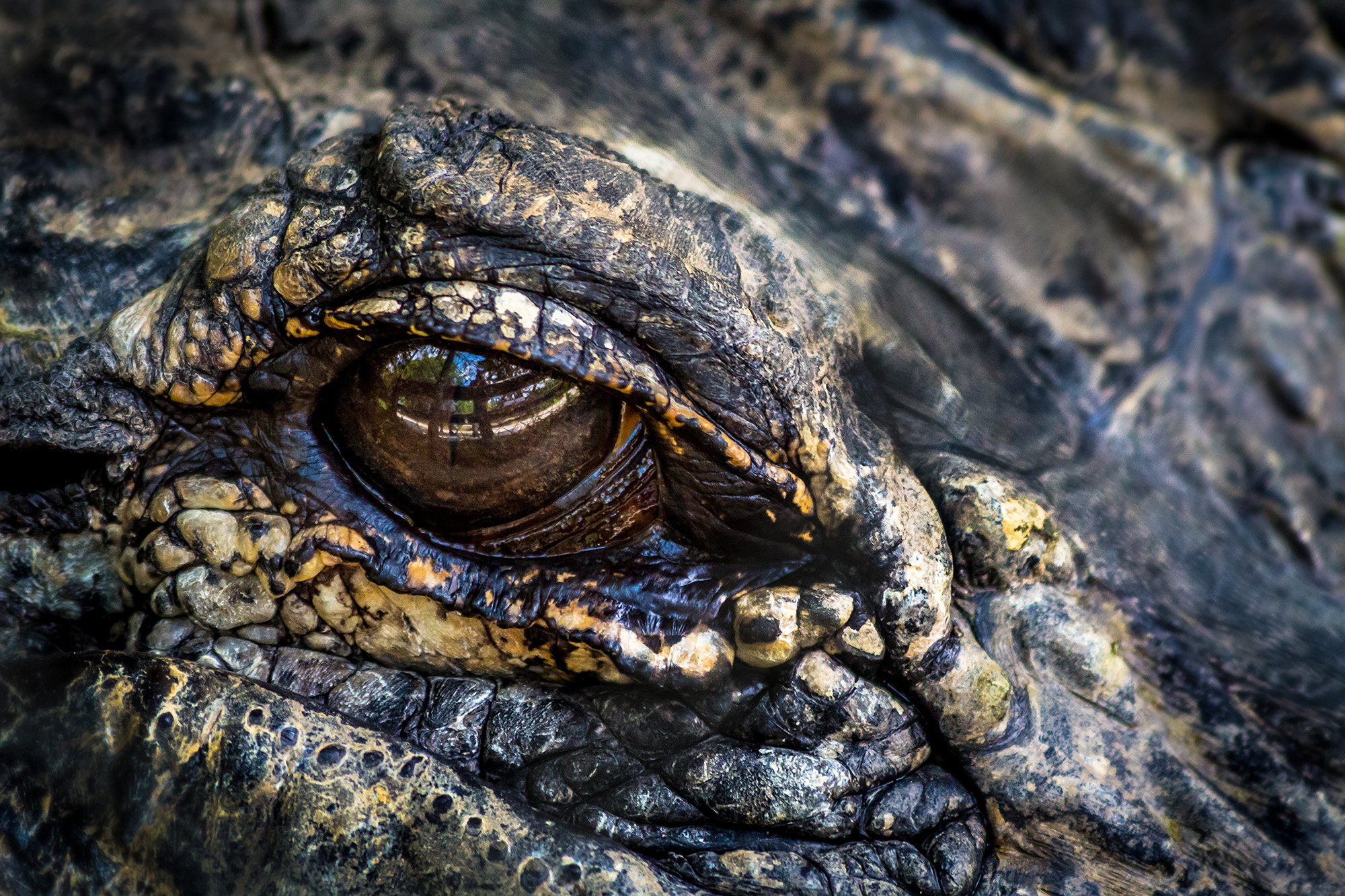 Alligator's eye