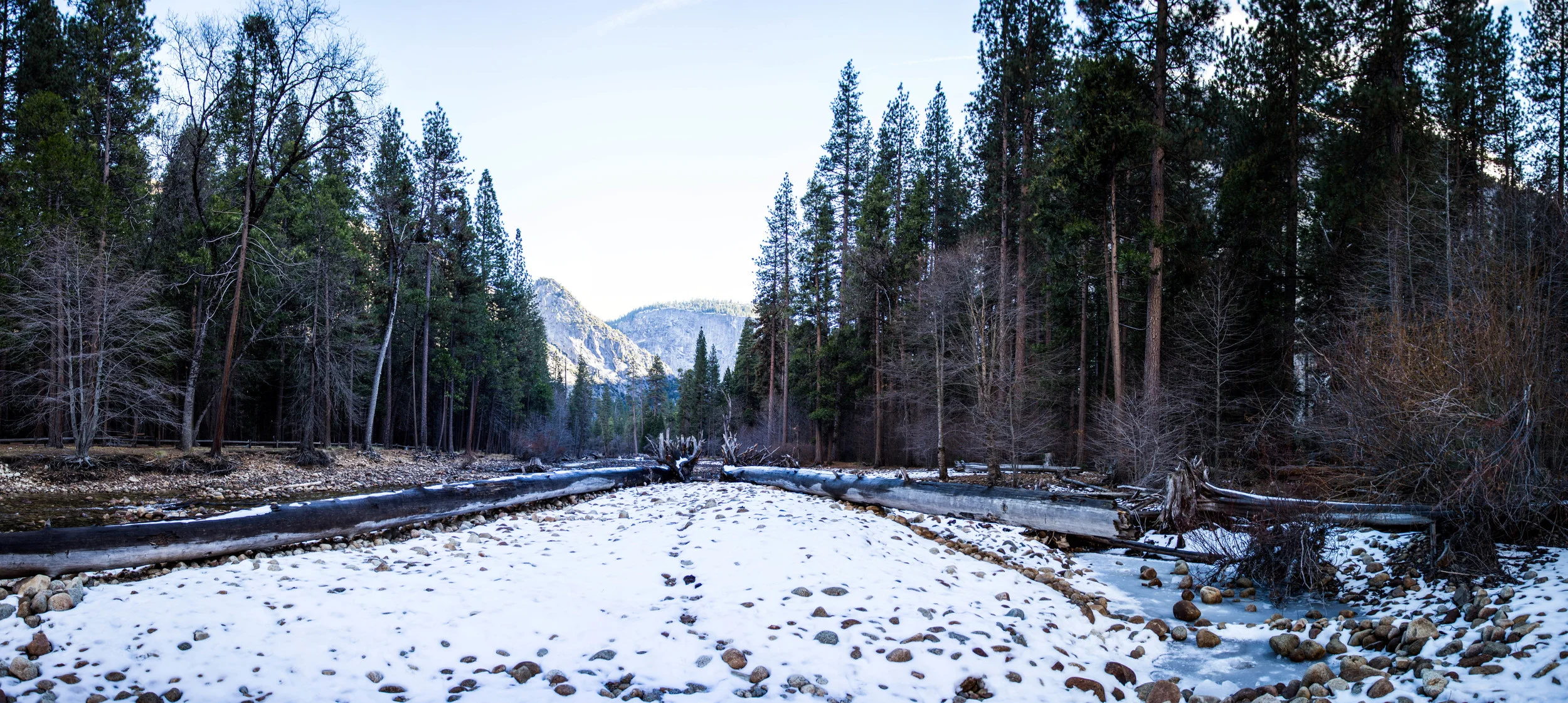forest panorama.jpg