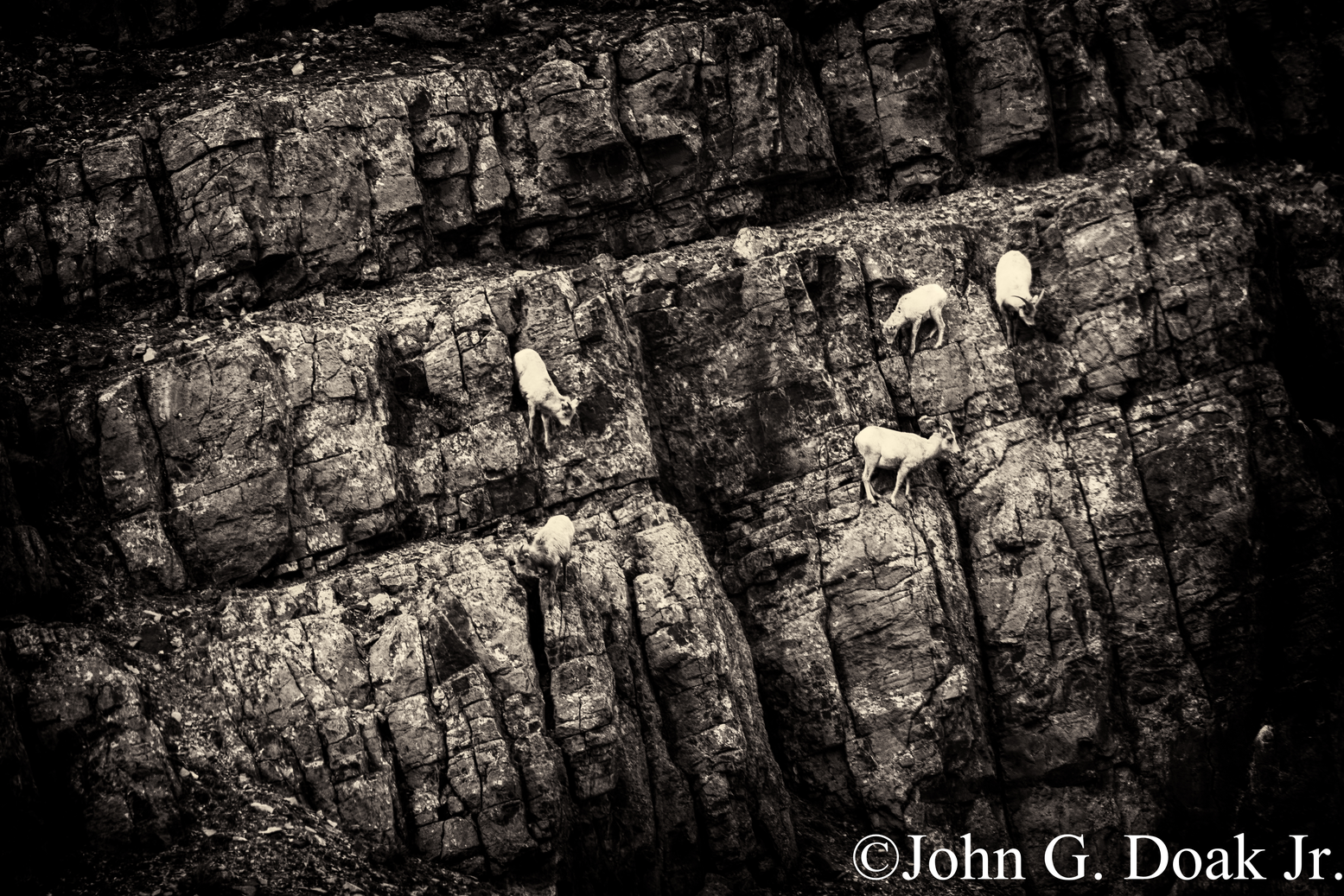 Dance of the Mountain Goat